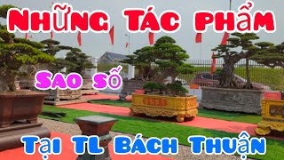 Những tác phẩm sao số tại triển lãm CLB Bách Thuận - Thái Bình