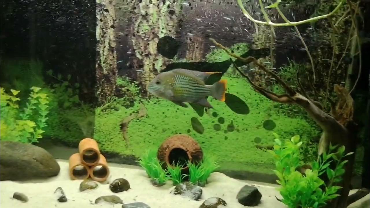 Love the Growth process of my Green terror/Gold Saum - YouTube