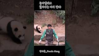 놀아달라고 졸졸 따라가는 아기 판다 #에버랜드 #판다