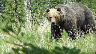 Grizzly Bear 164, remembering this gentle giant!