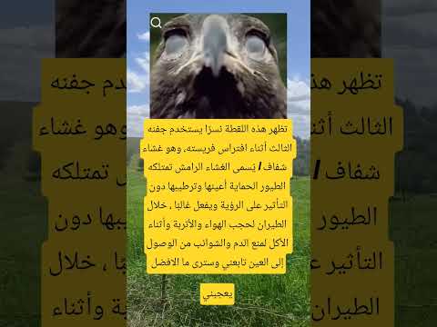 تظهر هذه اللقطة نسر ا يستخدم جفنه اكسبلور ذواقه معلومات اقنباسات تيك توك ترند الشعرالشعبي