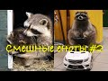 Cмешные ЕНОТЫ #2 / Приколы с ЕНОТАМИ 2020 / Funny Raccoons