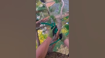 Sequoia rigs #arborist #rigging #arbortec