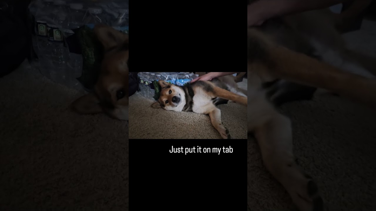 Shiba purchases EXTREMELY expensive belly rub! 