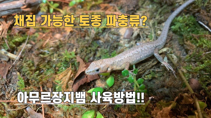 한국에서 채집 가능한 파충류?! 아무르장지뱀 사육방법 알려드립니다!! (재업)