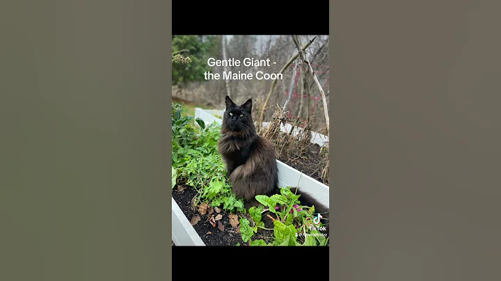 Video 11866241: cute maine coon cat