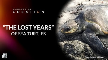 Wonders of Creation: Where Do Sea Turtles Spend their “Lost Years?” #TheDivePH