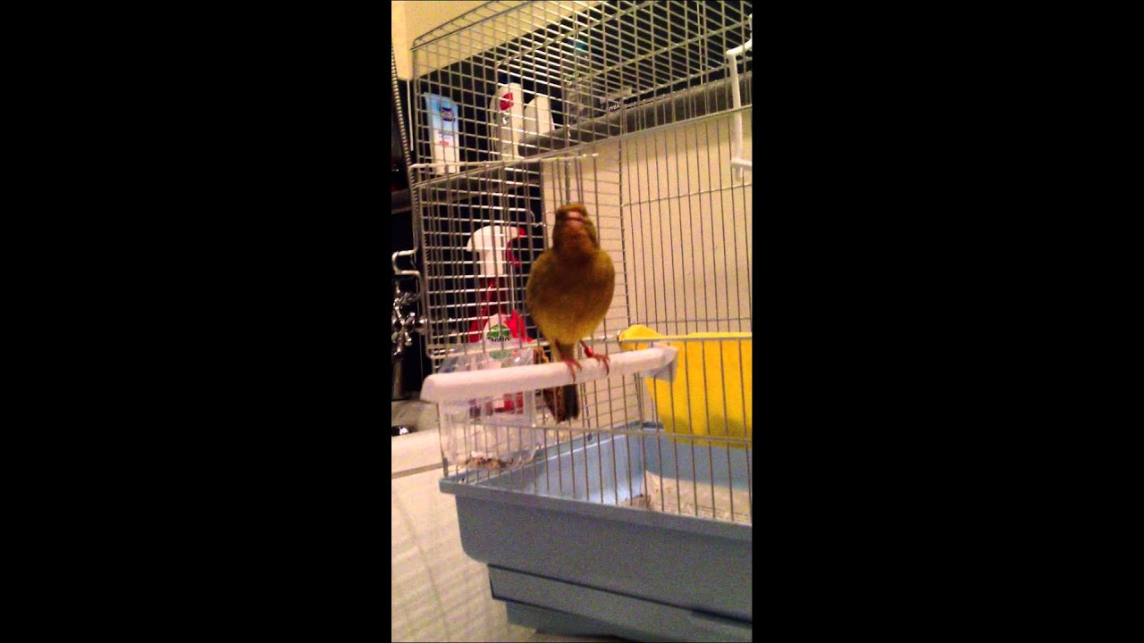 Fife Canary's Song. YouTube