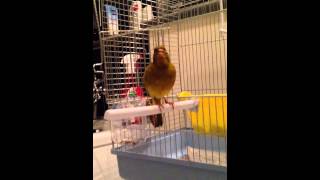 Download Lagu Fife Canary's Song. MP3