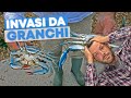 CINGHIALI, NUTRIE e GRANCHI BLU: ABBATTIAMOLI!