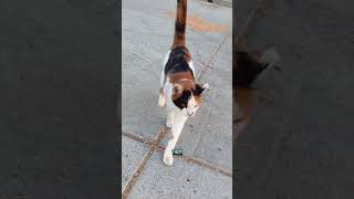 What a journey with all my barn cats! #farmanimals #cats #kitten #barncats