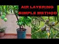 Air layering on Mango tree||എയർ ലെയറിങ് - വെറും മൂന്ന് മാസം കൊണ്ട് റിസൾട്ട്‌ കിട്ടും ||