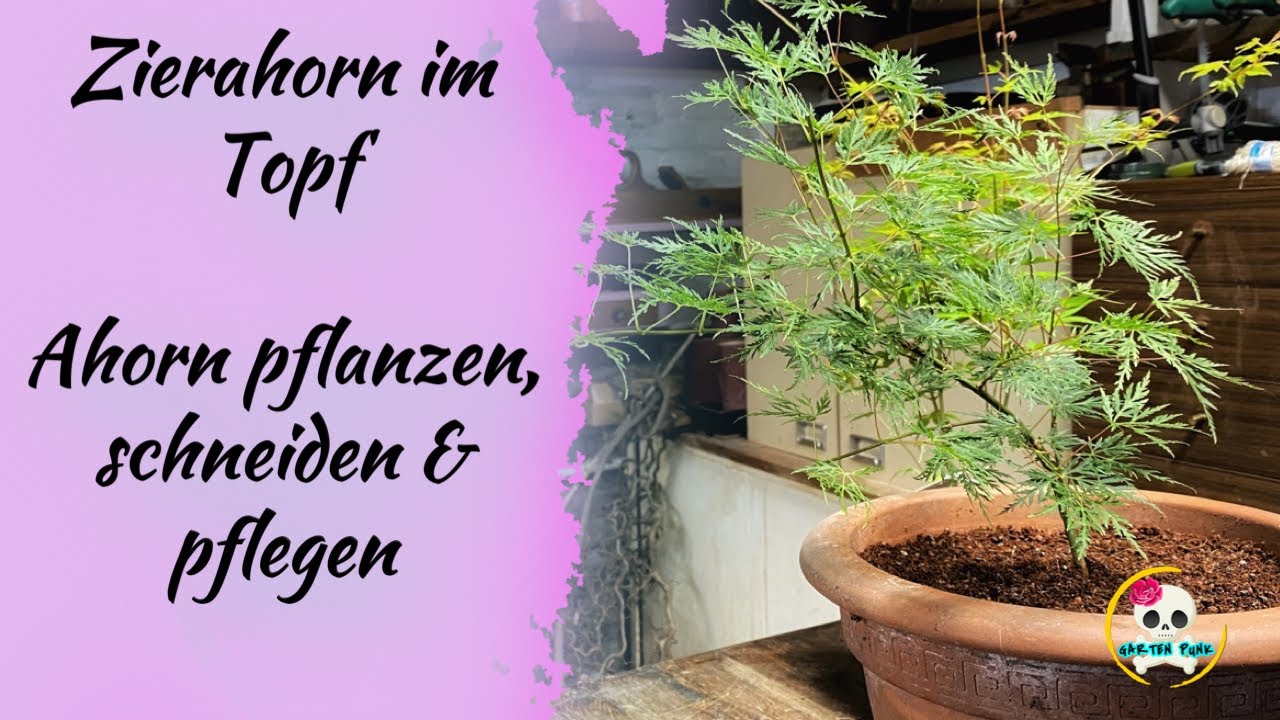 Ahorn im Topf ( Schlitzahorn ) Ahorn pflanzen / Ahorn schneiden & pflegen |  Ahorn Krankheiten