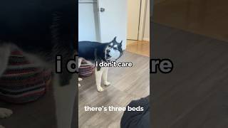 dog gets MAD he can’t sleep with owner! #shorts