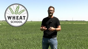 Wheat School: Flag leaf or head timing — when is a fungicide application warranted?