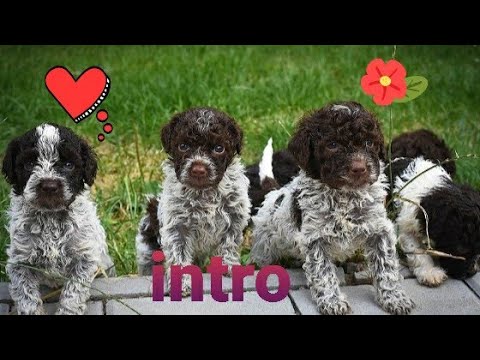 Video: Lagotto Romagnolo Köpək Hipoallergenik, Sağlamlıq Və Ömür