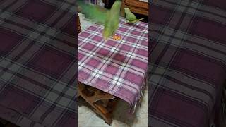 #maintota #mami #talkingparot  #parrot #mithu #birdlovers #pets #parrotmitthu #babyparrot #petshorts