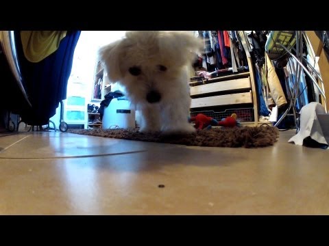 Naughty Dog Gets Caught And Plays Cool Naughty Dog Gets Caught And Plays Cool
