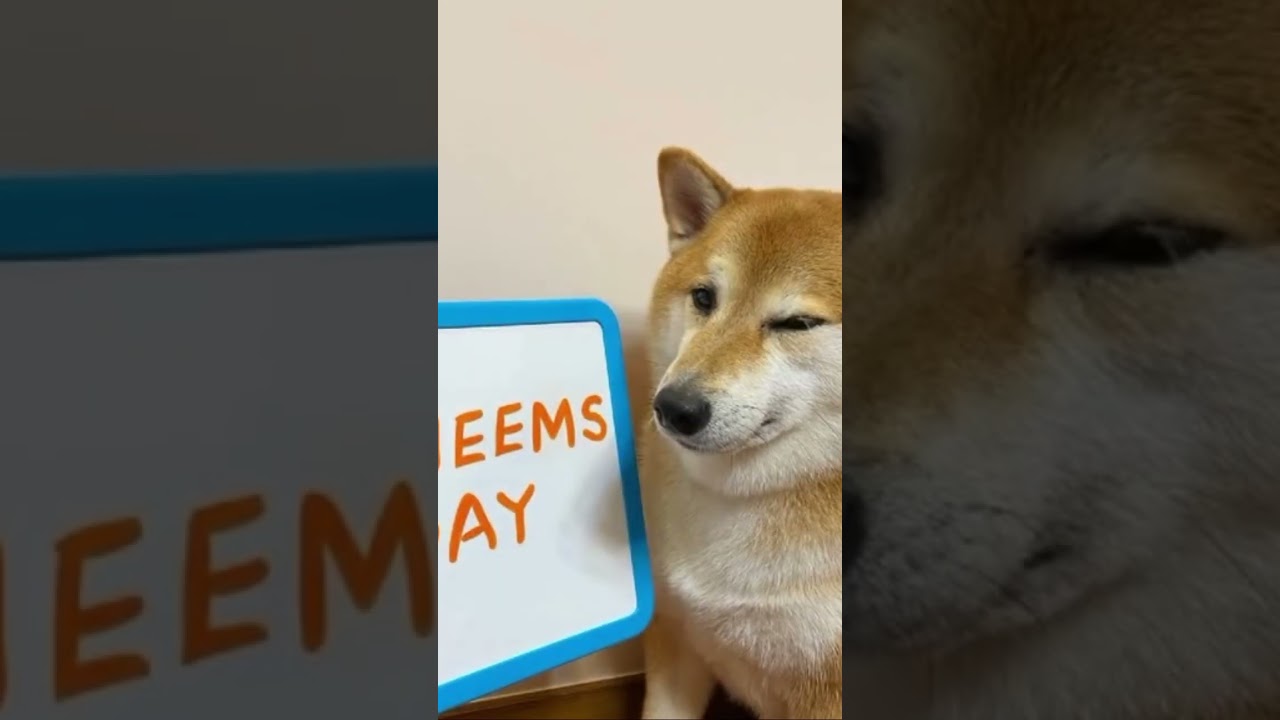 Rip Cheems 😥😭 | Love You Cheems ❤️ | 