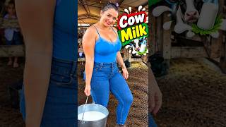 Cow Milk 🥛🐄 | Fresh Cow Milk, Cow Milking & Real Dairy Farm Life | Maria Vlogs #cowfarm #animals