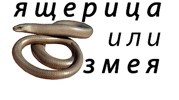 Змея и безногая ящерица – как отличить?
