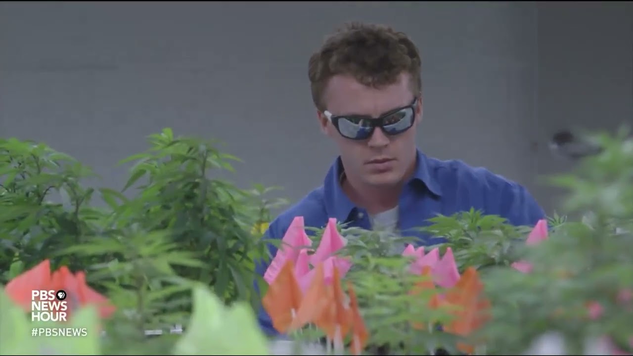 Oklahoma attorney general creates task force targeting illegal cannabis grows