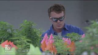 Oklahoma attorney general creates task force targeting illegal cannabis grows