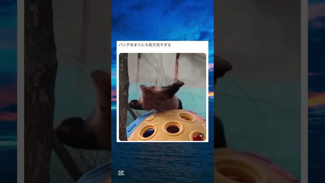概要欄で初めての🎁全員企画しています!#tiktok #twitter #おもしろ