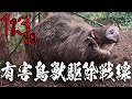 #113　【有害鳥獣駆除】113kgの大猪を駆除！ - Captured a large wild boar weighing 113 kg !