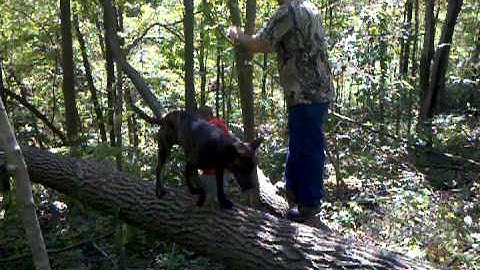 Beaver and forshe cutting trees redneck style