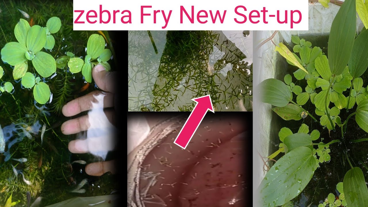 new-zebra-fish-fry-setup-baby-fish-setup-kayse-banaye-youtube