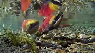 I a salmon trailer by Rendezvousdiving 280 views 6 years ago 31 seconds