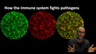 How the immune system fights pathogens