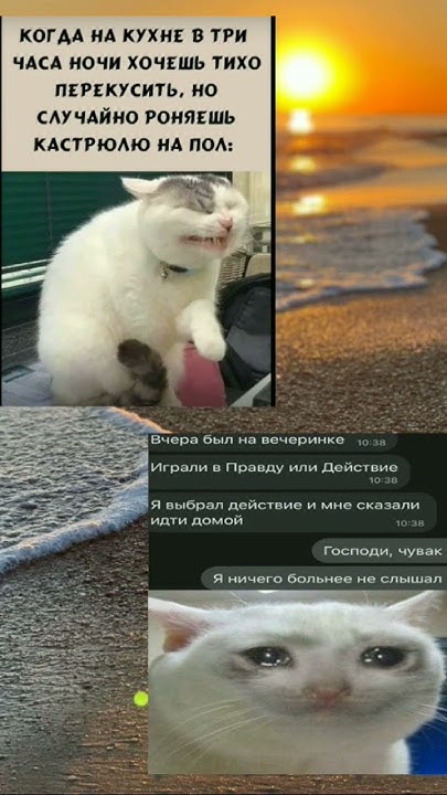 #cats #коты #mem #мем - YouTube
