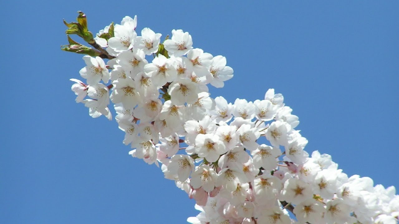 ソメイヨシノ 桜 花言葉一覧 Language Of Flowers Of Yoshino Cherry Tree Sakura Youtube