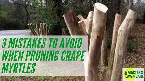 3 Tips for Pruning Crape Myrtles in North Florida