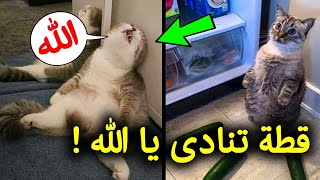 سبحان الله،7 حيوانات تتكلم مثل البشر تماماً وتذكر الله امام الاف المسلمين وانتم غافلون عنها !!