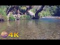 4K Peaceful river sound - Gentle and sweet birdsong - Relaxing nature sounds