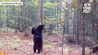 Trail Camera Captures 'Sexy Bear' Busting Moves as It Scratches Against a Tree