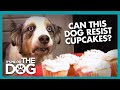 Can Stains 'The Cupcake Dog' Resist a Plate of Cupcakes? | It's Me or The Dog