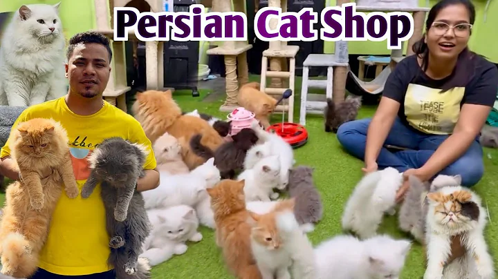 Video 10677811: persian cat kitten pet, persian cat breed kitten, cat breed persian doll, breed persian cat facts, face persian cat kitten, persian cat kittens adoption
