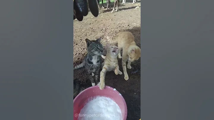Watch the video about Funny barn cat❤️#cat#catsoftiktok #barncat #farm#fyp#cat#catsoftiktok#barncat#farm#fyp