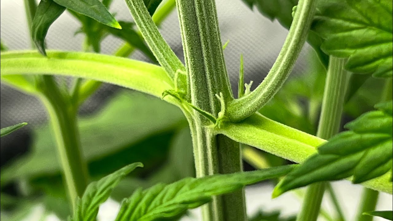 Episode 5 First Grow Northern Lights Autoflower Indoor Grow Hydroponics RDWC