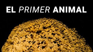 ¿Cómo se formó el primer animal? | Precámbrico #3