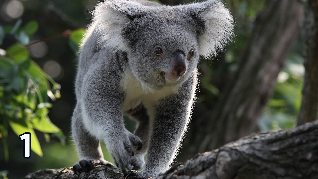 Adorable 1 min Koala Countdown: Gentle Timer with a Cute Surprise for ...