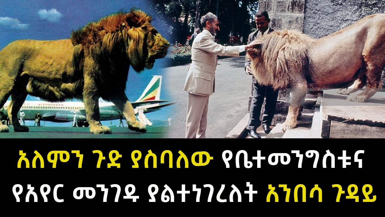 አለምን ጉድ ያስባለው የቤተመንግስቱና የአየር መንገዱ ያልተነገረለት አንበሳ ጉዳይ Abel Birhanu