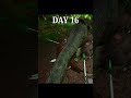 Arktoons #ark #shorts #arksurvivalascended