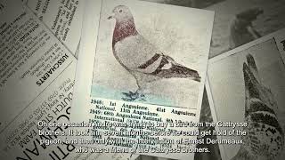 The Story of Vanbruaene Pigeons