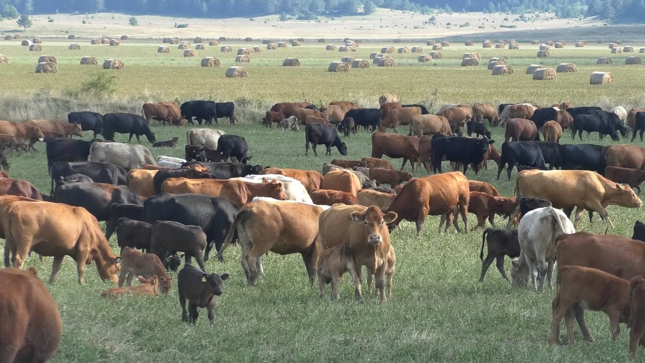 - EKO FARMA PAPIĆ NA KUPRESU JEDNA OD NAJVEĆIH U EVROPI SA RED ANGUS-om