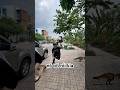 Gặp khủng long mẹ đang đi tìm khủng long con.#hulk #giaitri #funnyvideo #funny